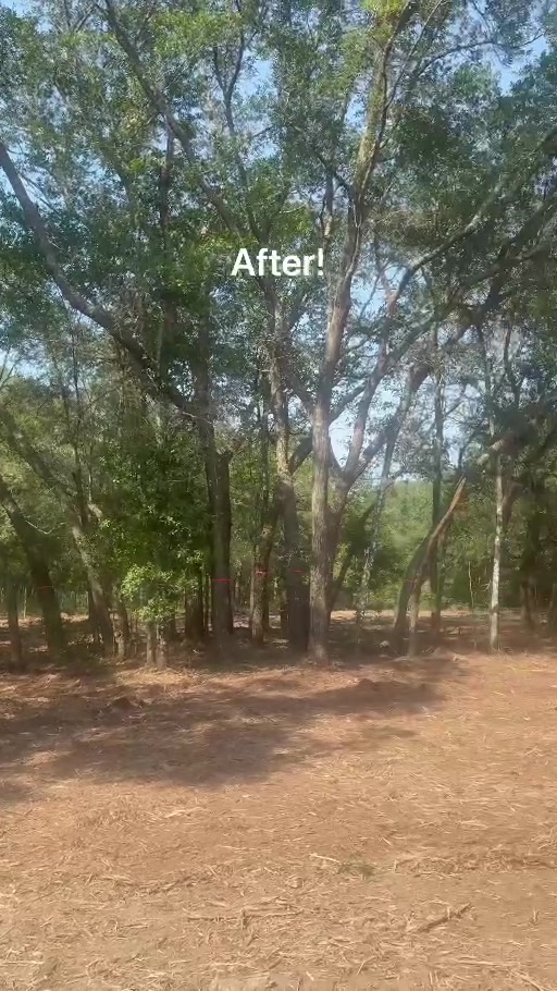 Brush Busters forestry mulching job in Northeast Florida